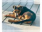 Beagle Mix DOG FOR ADOPTION RGADN-1014982 - Kona - Beagle / Mixed (short coat)