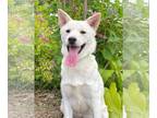 Labrador Retriever Mix DOG FOR ADOPTION RGADN-1015070 - BROWN - Jindo (Korean) /