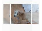 Beago DOG FOR ADOPTION RGADN-1015084 - River - Golden Retriever / Beagle / Mixed
