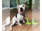 Bullypit DOG FOR ADOPTION RGADN-1015120 - Tucker - Pit Bull Terrier / American