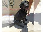 Labrador Retriever DOG FOR ADOPTION RGADN-1015203 - *GALLOWAY - Labrador
