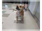 American Pit Bull Terrier-Shiba Inu Mix DOG FOR ADOPTION RGADN-1015209 - PUMPKIN