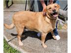 Golden Labrador DOG FOR ADOPTION RGADN-1015234 - BABY - FOSTER needed (adopter