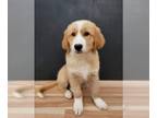 Golden Retriever-Saint Bernard Mix DOG FOR ADOPTION RGADN-1015246 - Biscuit -