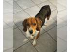 Beagle DOG FOR ADOPTION RGADN-1015259 - Bo III - Beagle Dog For Adoption