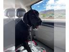 Great Dane DOG FOR ADOPTION RGADN-1015278 - King - Great Dane Dog For Adoption