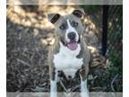 American Pit Bull Terrier DOG FOR ADOPTION RGADN-1015339 - ADELAIDE* - Pit Bull