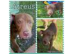 Adopt Atreus a Mixed Breed