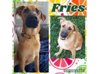 Adopt Fries a Mixed Breed