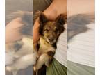 Pomeranian Mix DOG FOR ADOPTION RGADN-1015356 - Dryfus - Pomeranian / Mixed Dog