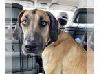 Great Dane DOG FOR ADOPTION RGADN-1015368 - Precilla - Great Dane Dog For