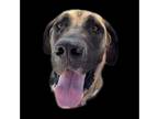 Great Dane DOG FOR ADOPTION RGADN-1015369 - Murphy - Great Dane Dog For Adoption