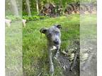 Bullypit DOG FOR ADOPTION RGADN-1015386 - Vecna - Pit Bull Terrier / American