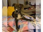 Labrador Retriever-Plott Hound Mix DOG FOR ADOPTION RGADN-1015398 - Athena -