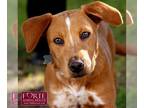 Labrador Retriever-Mountain Cur Mix DOG FOR ADOPTION RGADN-1015401 - Mango -