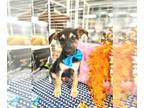 Beagle-German Shepherd Dog Mix DOG FOR ADOPTION RGADN-1015417 - Dan - German