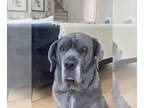Neapolitan Mastiff DOG FOR ADOPTION RGADN-1015425 - Salice - Neapolitan Mastiff