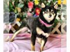 Shiba Inu DOG FOR ADOPTION RGADN-1015435 - Zipper - Shiba Inu (medium coat) Dog