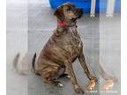Golden Retriever-Rottweiler Mix DOG FOR ADOPTION RGADN-1015467 - Hades -