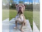 American Bandogge DOG FOR ADOPTION RGADN-1015542 - TEXAS PETE - Mastiff /