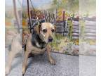 Beagle Mix DOG FOR ADOPTION RGADN-1015556 - BAILEY - Beagle / Mixed (medium