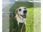 Beagle DOG FOR ADOPTION RGADN-1015590 - RUSTY - Beagle (medium coat) Dog For