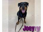 Rottweiler Mix DOG FOR ADOPTION RGADN-1015596 - JOEY - Rottweiler / Mixed