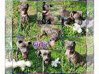 American Pit Bull Terrier Mix DOG FOR ADOPTION RGADN-1015640 - Girlie - Pit Bull
