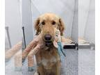 Labradoodle DOG FOR ADOPTION RGADN-1015724 - EDDY - Labrador Retriever / Poodle