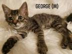 Adopt George Clooney a Domestic Short Hair