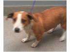 Cardigan Welsh Corgi Mix DOG FOR ADOPTION RGADN-1015830 - *CAMMIE - Cardigan