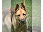 German Shepherd Dog DOG FOR ADOPTION RGADN-1015852 - Ranger 3 Years old 80+