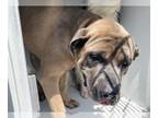 Bullmastiff Mix DOG FOR ADOPTION RGADN-1015921 - A594259 - Bullmastiff / Mixed