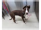 American Pit Bull Terrier-Huskies Mix DOG FOR ADOPTION RGADN-1015933 - DAISY -