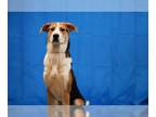 Treeing Walker Coonhound Mix DOG FOR ADOPTION RGADN-1015937 - TIPPER - Treeing