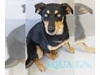 Rottweiler-Siberian Husky Mix DOG FOR ADOPTION RGADN-1015964 - AQUA - Rottweiler