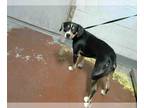 Beagle DOG FOR ADOPTION RGADN-1015984 - MASON - Beagle (medium coat) Dog For