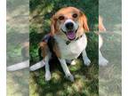 Beagle Mix DOG FOR ADOPTION RGADN-1016042 - Rowdy - Beagle / Mixed (medium coat)