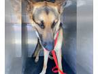 German Shepherd Dog DOG FOR ADOPTION RGADN-1016075 - OAKLEY - German Shepherd