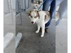 Mix DOG FOR ADOPTION RGADN-1016086 - *RUSS - Husky (medium coat) Dog For