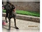 Shepradors DOG FOR ADOPTION RGADN-1016093 - CHEROKEE - Labrador Retriever /
