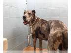Great Dane DOG FOR ADOPTION RGADN-1016127 - SPOT - Great Dane (medium coat) Dog