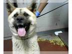 Chow Chow-German Shepherd Dog Mix DOG FOR ADOPTION RGADN-1016148 - CINDERELLA -