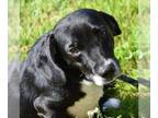 Beagle Mix DOG FOR ADOPTION RGADN-1016301 - Keech - Beagle / Mixed Dog For