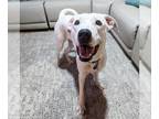 Boxer DOG FOR ADOPTION RGADN-1016306 - 599 - Boxer / Shepherd Dog For Adoption