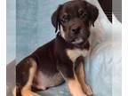 Mastiff DOG FOR ADOPTION RGADN-1016307 - 569 - Mastiff Dog For Adoption