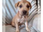 Mastiff DOG FOR ADOPTION RGADN-1016309 - 572 - Mastiff Dog For Adoption