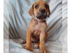 Mastiff DOG FOR ADOPTION RGADN-1016311 - 575 - Mastiff Dog For Adoption