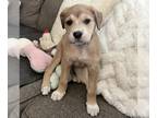 Mastiff DOG FOR ADOPTION RGADN-1016314 - 579 - Mastiff Dog For Adoption