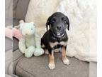 Mastiff DOG FOR ADOPTION RGADN-1016315 - 580 - Mastiff Dog For Adoption
